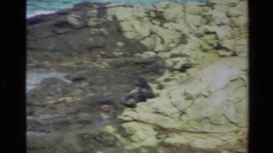 1982: Two Seals Struggle to Climb a Rocky Slope in New Zealand
