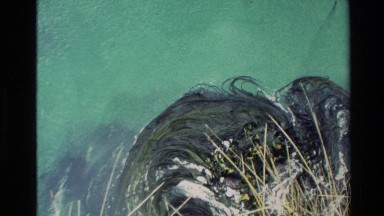 1982: Cluster of Seagrass Flowing in Ocean Before Panoramic Coastline View