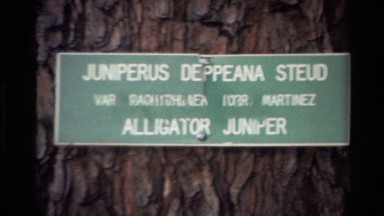 1980: A Green Plaque with White Letters on a Thick Alligator Juniper Tree Trunk in Big Sur California