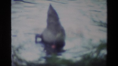 1982: Ducks, Geese, and Swans at a Park Pond in Denmark