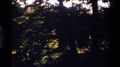 1982: a serene look from within a dense area of the forest with a lot of trees
