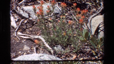 1981: A Plant with Orange Flowers Growing on Rustic Ground in British Columbia