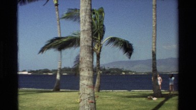1981: Palm Trees Swinging in Wind Near Shore in Park-Like Setting