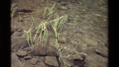 1981: One of the Most Precious Resources We Have on Earth is Crystal Clear Water