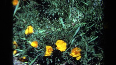 1971: Flowers with Overlapping Yellow Petals Rise Above Dainty Grayish-Green Leaves