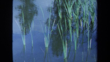1971: Plants in Water Area in Maine