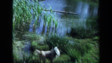 1971: dog excited at a lake MAINE