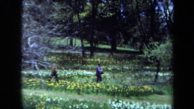1971: two people walk together in a field of wildflowers on a sunny day MAINE