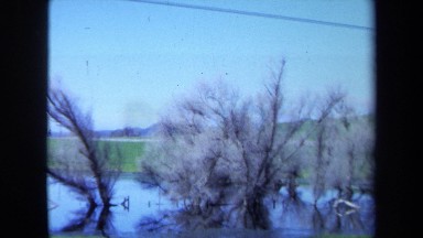 1971: blossoming the nature MAINE