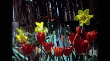 1971: a bunch of yellow and red flowers sit in a garden patch MAINE