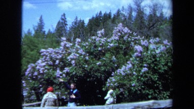 1971: men looking at purple flower bush MAINE