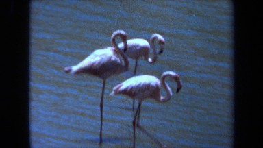 1971: flamingos grazing a lake LAGUNA HILLS CALIFORNIA