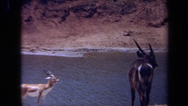 1971: some type of antelope gathering around the river at feeding time LAGUNA