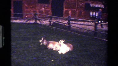 1983: goats laying down chewing DENMARK