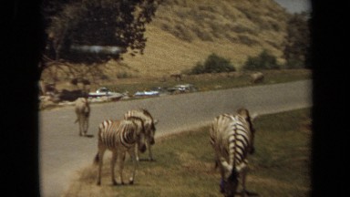1971: herd of zebra wandering the streets. LAGUNA HILLS CALIFORNIA