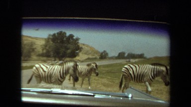 1971: A Herd of Zebras Crossing a Road in Front of a Vehicle Laguna Hills