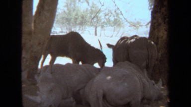 1971: lazy rhinos taking a break in the shade LAGUNA HILLS CALIFORNIA