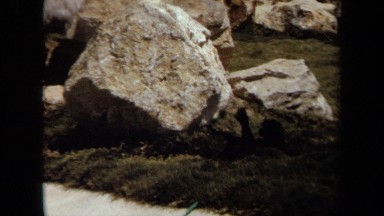 1971: what appears to be the silhouette of a monkey or chimpanzee in the zoo