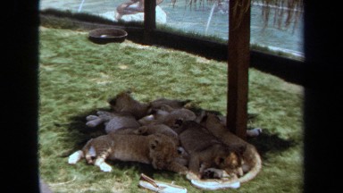 1971: lion cubs curled up together on grass LAGUNA HILLS CALIFORNIA
