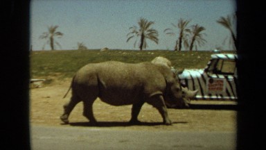 1971: a rhino walking passively LAGUNA HILLS CALIFORNIA