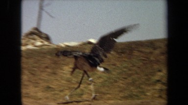 1971: a large bird runs as it attempts to get off the ground and take flight