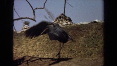 1971: a bird quickly landing in the dirt then walks around looking for food.