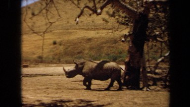 1971: Rhino in Tropical Forest Laguna Hills California