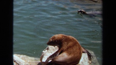 1971: sea lions playing on water LAGUNA HILLS CALIFORNIA