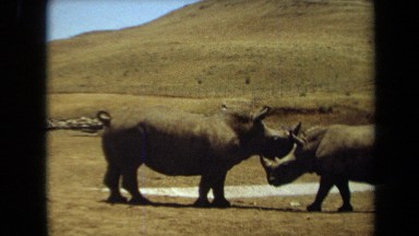 1971: rhinos interact in nature LAGUNA HILLS CALIFORNIA