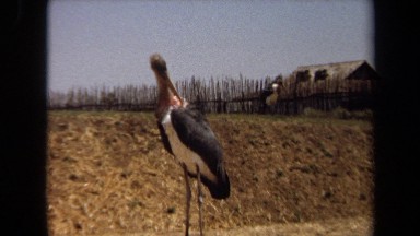 1971: black and white pelican-type bird grooming itself LAGUNA HILLS CALIFORNIA