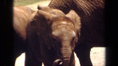 1971: number of big elephants are grazing in forest area LAGUNA HILLS CALIFORNIA