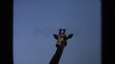 1971: giraffes enjoying food LAGUNA HILLS CALIFORNIA