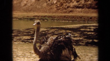 1971: an ostrich on the ground LAGUNA HILLS CALIFORNIA