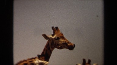 1971: close-up of giraffes LAGUNA HILLS CALIFORNIA