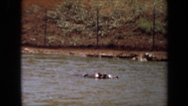 1971: a very large hippopotamus is bathing itself in a river LAGUNA HILLS