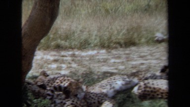 1971: a cheetah resting under a tree is getting up to watch something in jungle