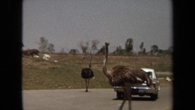 1971: people watching ostriches stroll along roadway from the car