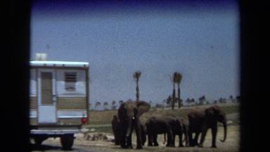 1971: a camera view of a group of elephants that are on the side of a road