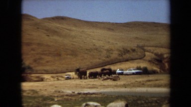 1971: herd of elephants in a field, next to a few white cars LAGUNA HILLS