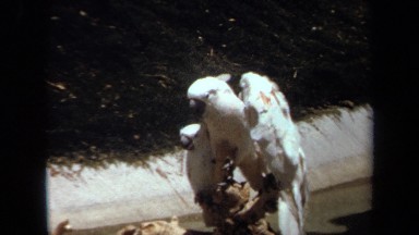 1971: three white birds are sitting together and enjoying their time LAGUNA