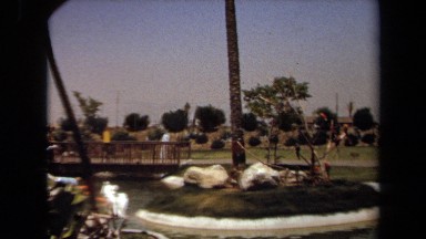 1971: parrots standing on tree branches LAGUNA HILLS CALIFORNIA