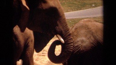 1971: mother and baby elephants standing near a road. LAGUNA HILLS CALIFORNIA