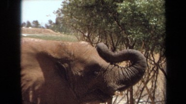 1971: A Herd of Elephants Standing in a Field Near a Road in Laguna Hills
