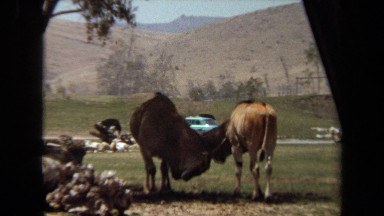 1971: two large antelope like animals scratch each other LAGUNA HILLS CALIFORNIA