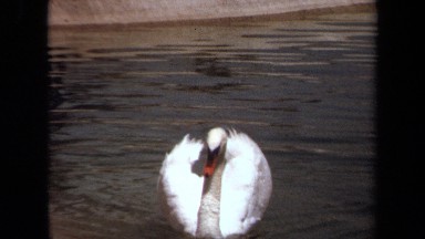 1971: a beautiful swan in the lake LAGUNA HILLS CALIFORNIA