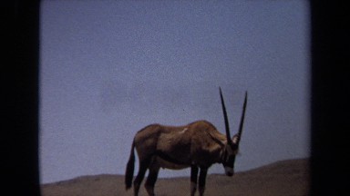 1971: an oryx grazes on brown grass while shaking its head and tail to ward off