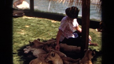 1971: man petting pack of sleeping lion cubs LAGUNA HILLS CALIFORNIA