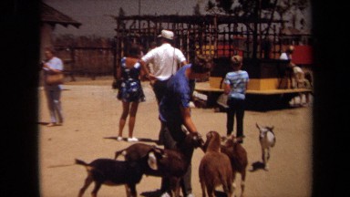 1971: a man feeding some goats LAGUNA HILLS CALIFORNIA