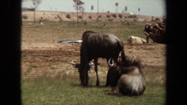 1971: wildebeest and zebras lounge and paw the dirt in a wildlife park LAGUNA