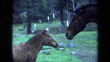 1971: mother horse inside a fence reaching her head out to rub nose against baby